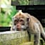 Dedeane ubud