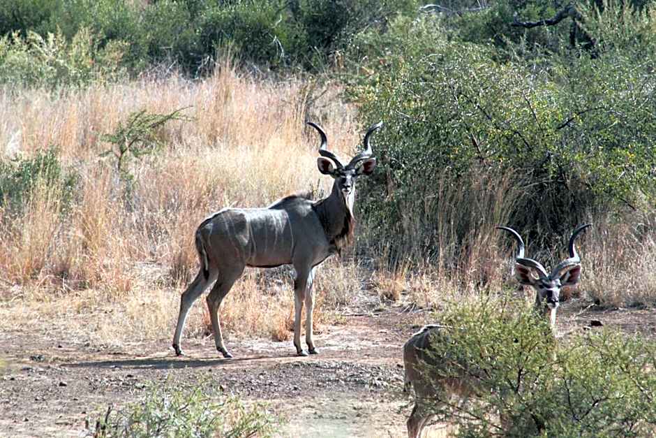Morokolo Safari Lodge Self-catering