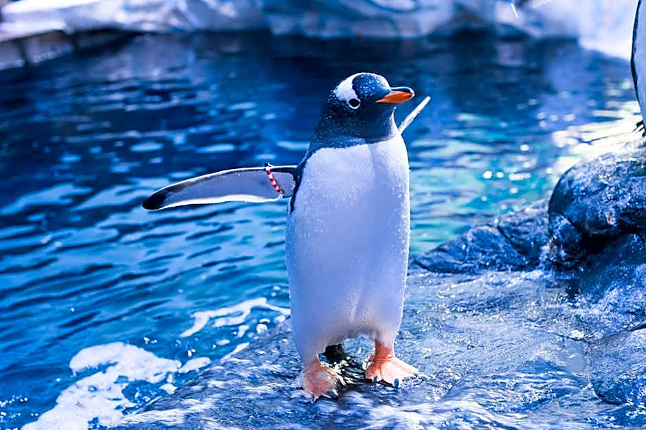 The Whittington & Cat