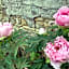 Pivoines