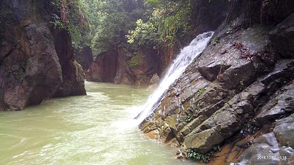 Green Forest Tangkahan