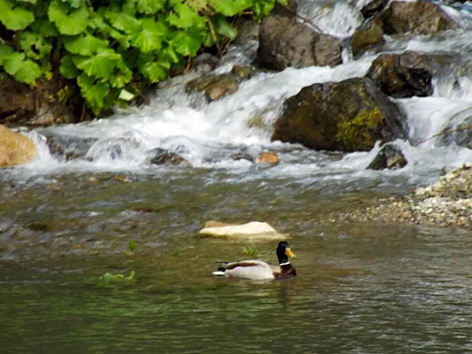 Faraksi Bungalow & Otel