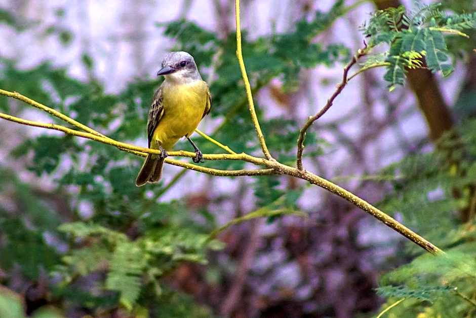 Hotel Hacienda de Vallarta Centro