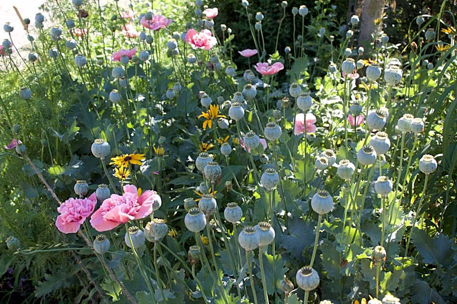 Windborne Bed & Breakfast