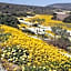 Bokkomblommetjie