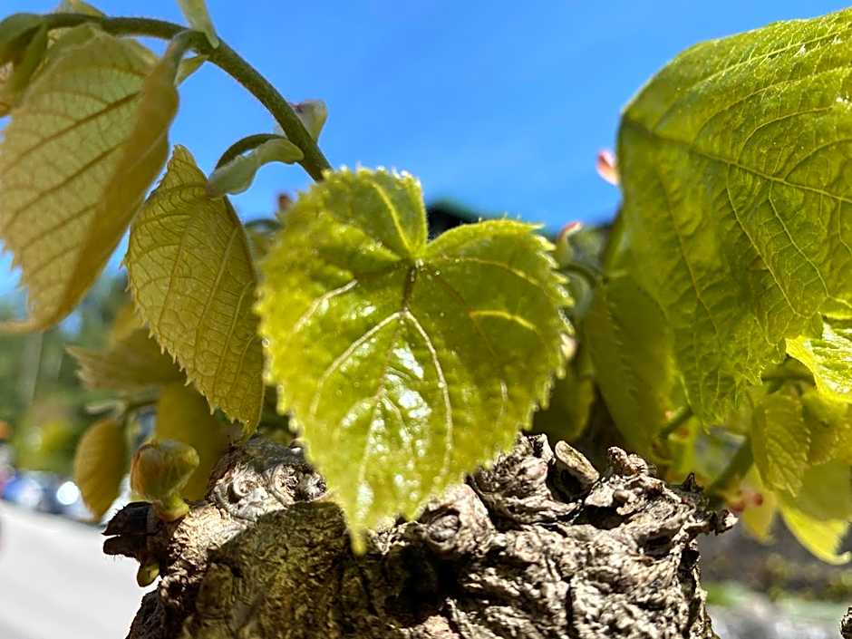 Seegasthof Hois'n Wirt - Hotel mit Wellnessbereich