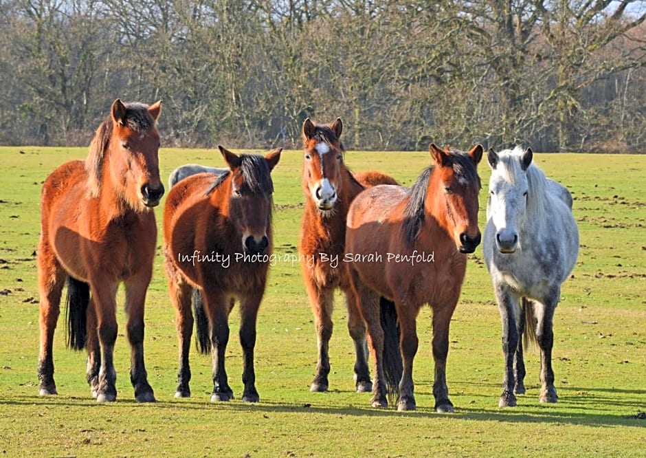 Rosedale Bed and Breakfast