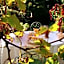 Chambres "Au Jardin"
