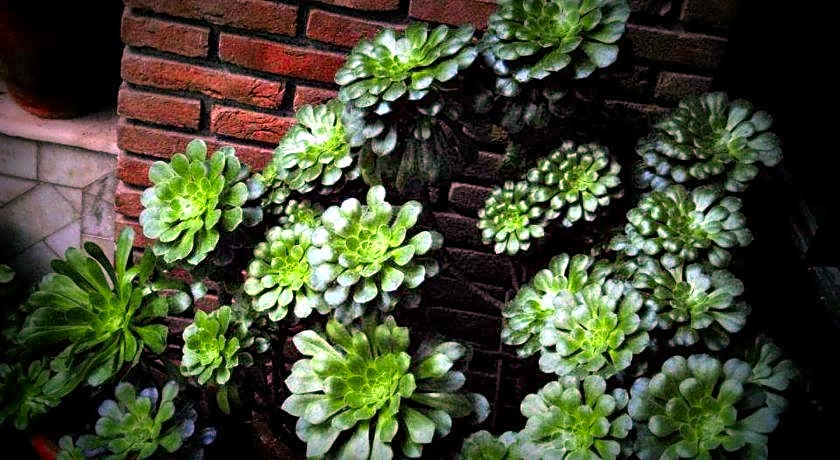 Hotel Shiva Continental