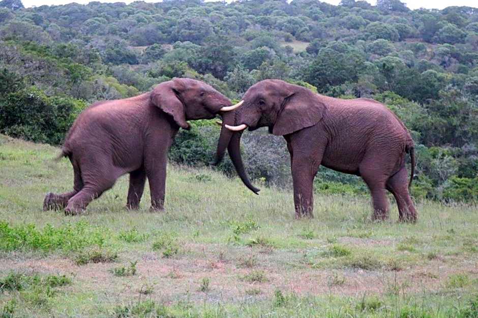 Hopewell Private Game Reserve