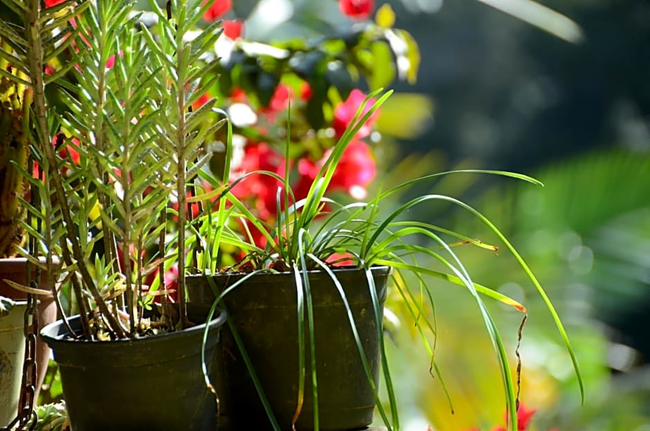 Sitio Recanto Primata