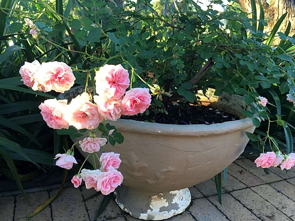 Peaches & Cream Bed & Breakfast