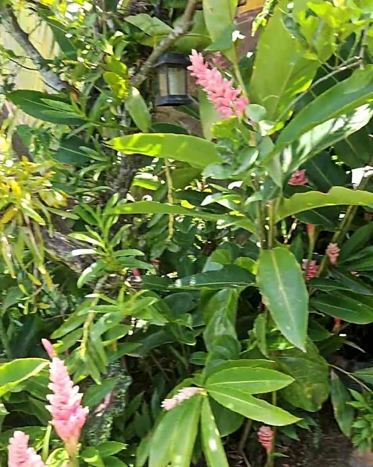 Pousada e SPA Shiva São Sebastião 200mts da praia