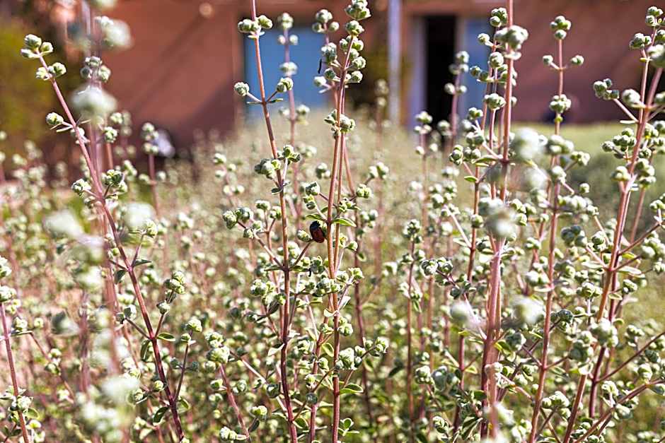 La Foresteria Planetaestate