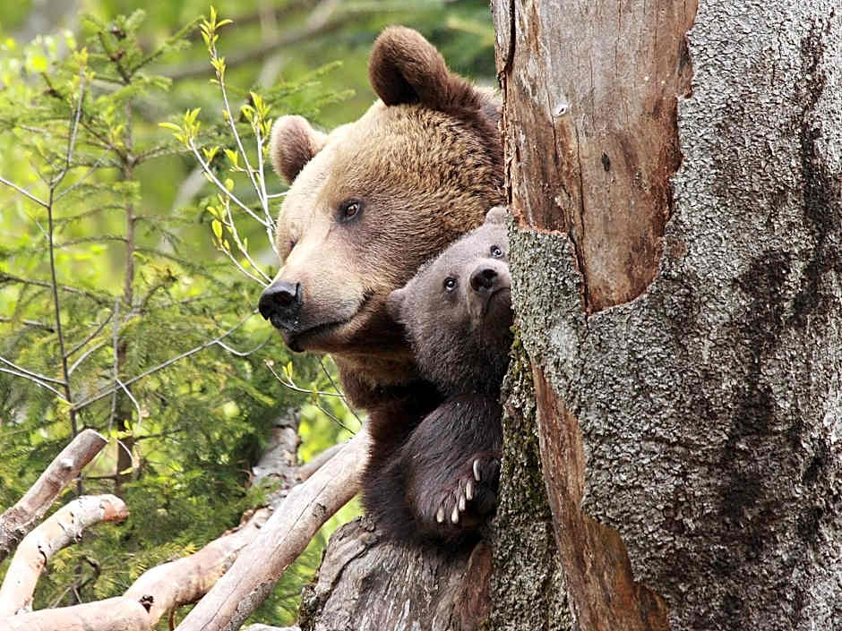 Ferienpark Geyersberg
