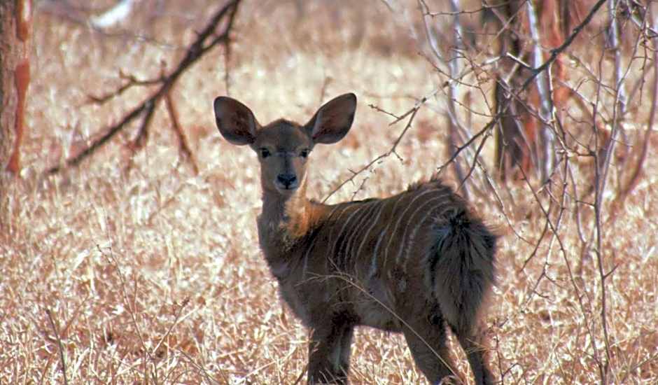 Kilima Private Game Reserve & Spa