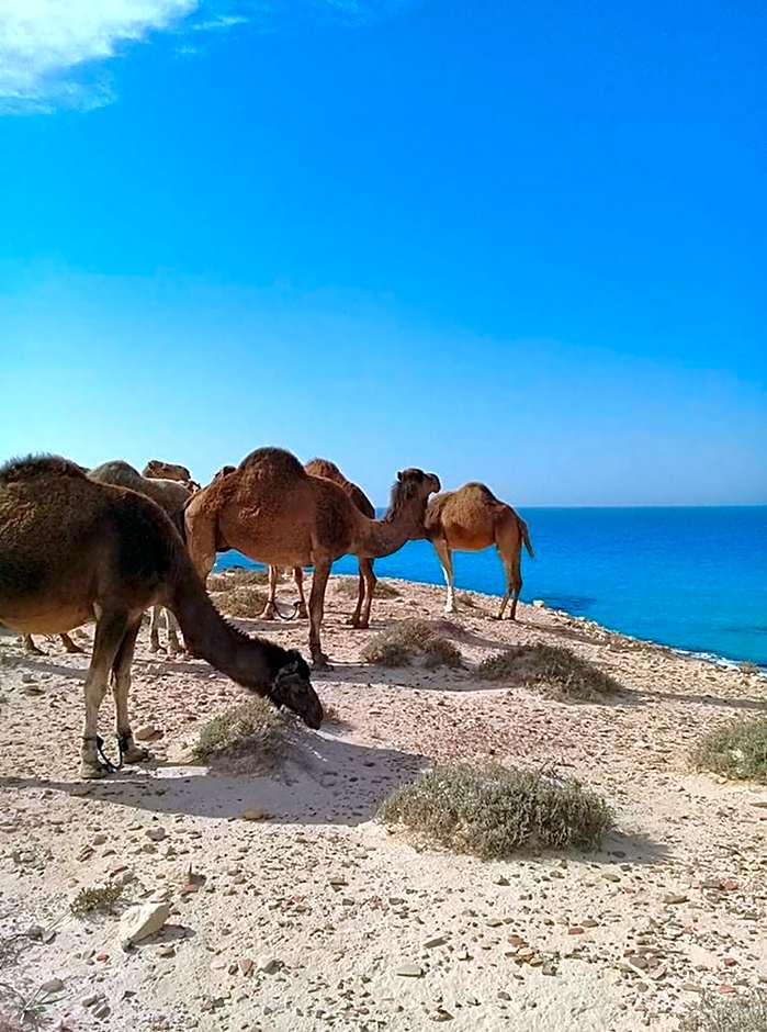 شاليهات بورتو مطروح فيو بحر Porto Matrouh Sea View Families Only