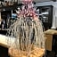 dS Hotel Gronau