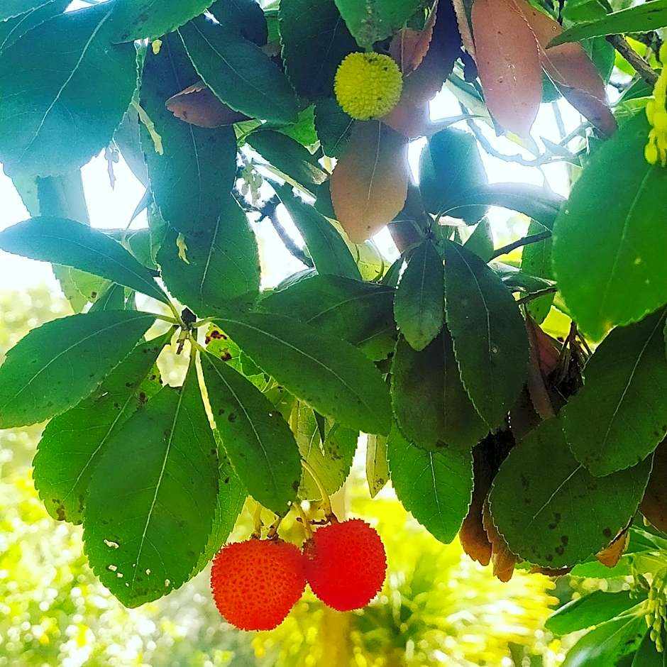 Ostello ninin de ma'