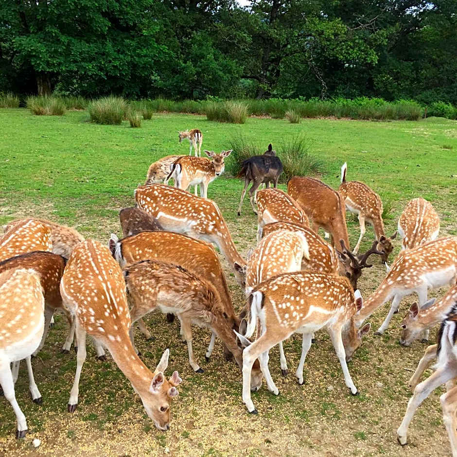 Auberge de la Normandie