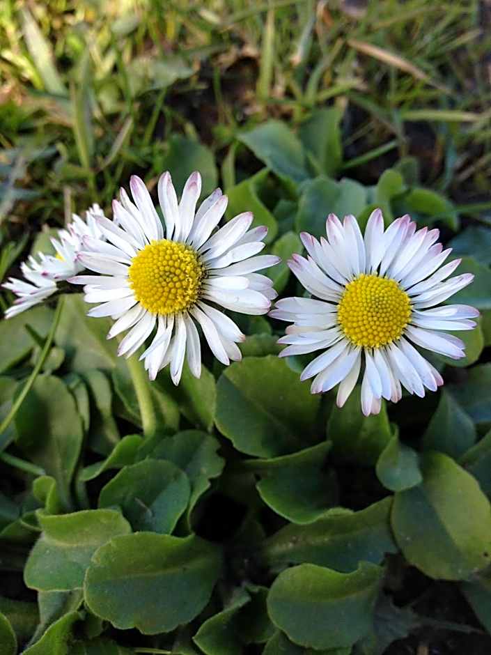 Utsira Overnatting - Sildaloftet