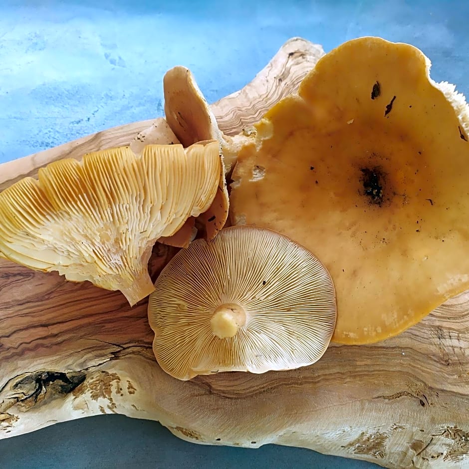 Orto de' Mandorli B&B