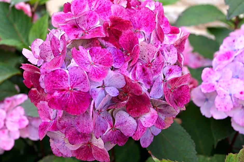 Hôtel L'Hortensia & Appartement & Restaurant