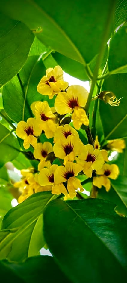 Rancho Acácia São Roque