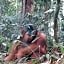 ORANGUTANTREKSUMATRA & LOVELY JUNGLE LODGE only book IF you are treking with us