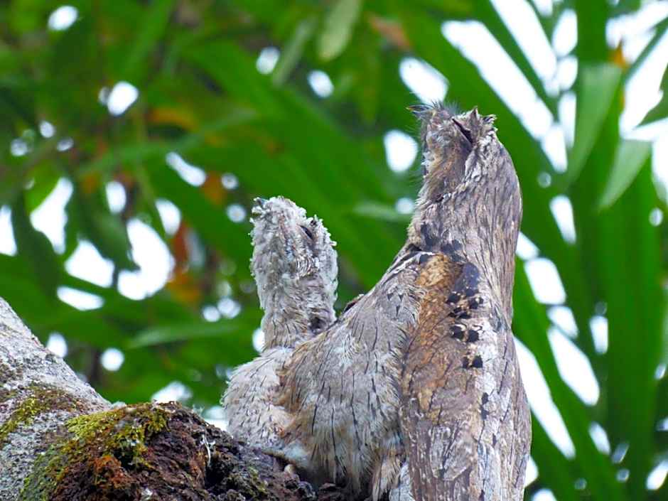 Brisa da Mata Ecolodges