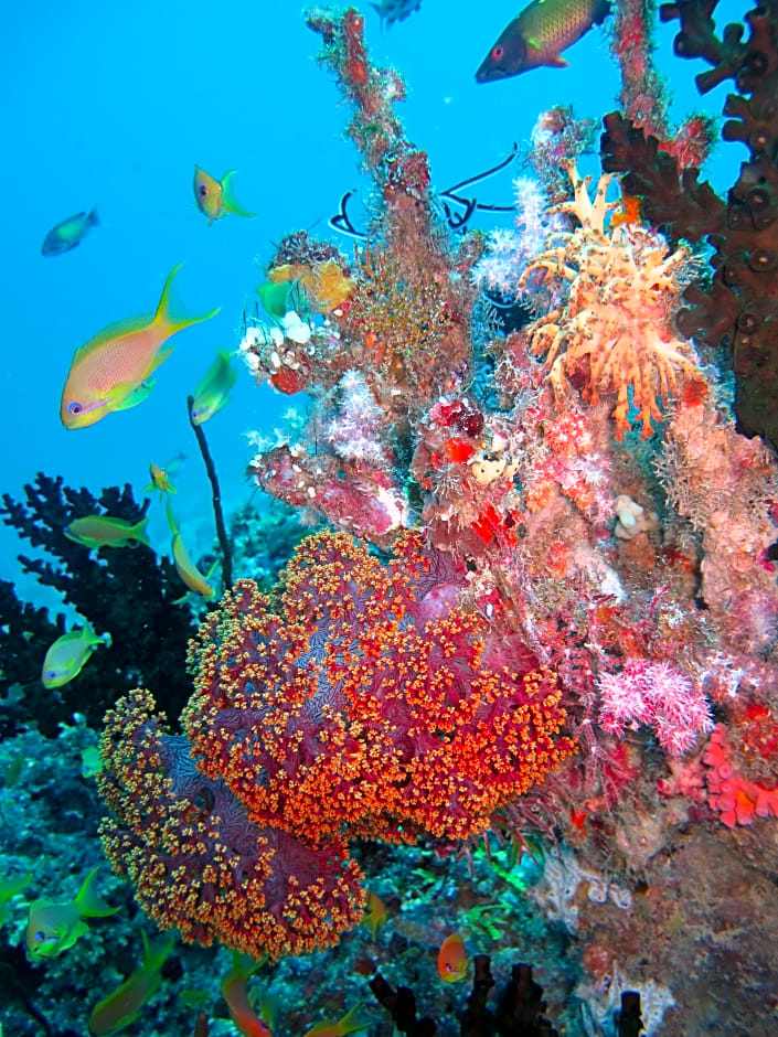 Adaaran Select Meedhupparu