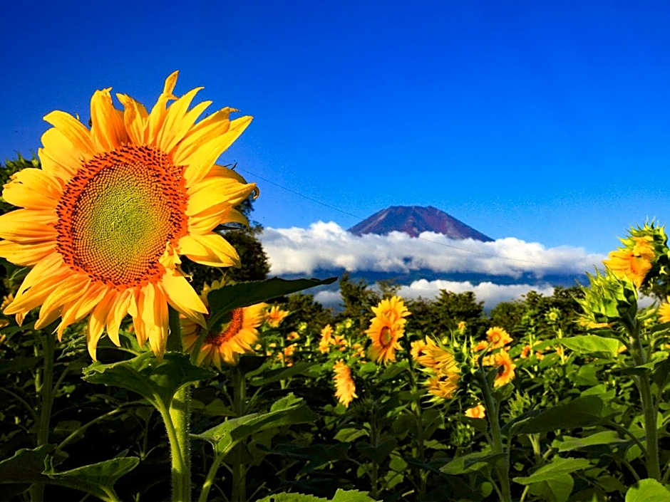 Minamitsuru-gun - Hotel / Vacation STAY 45535