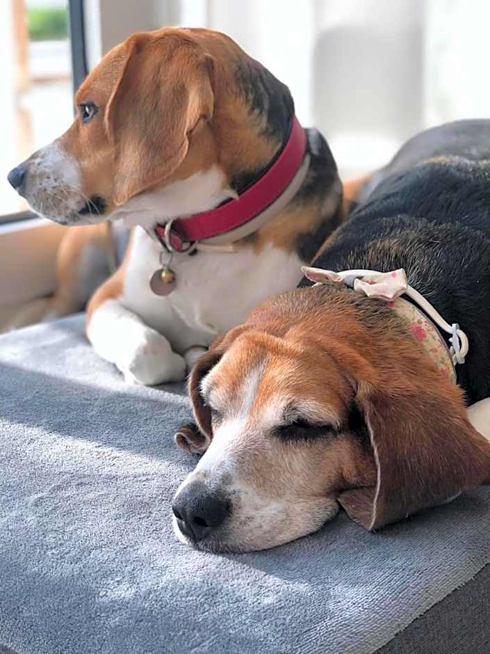 Villa Volli Three Rooms