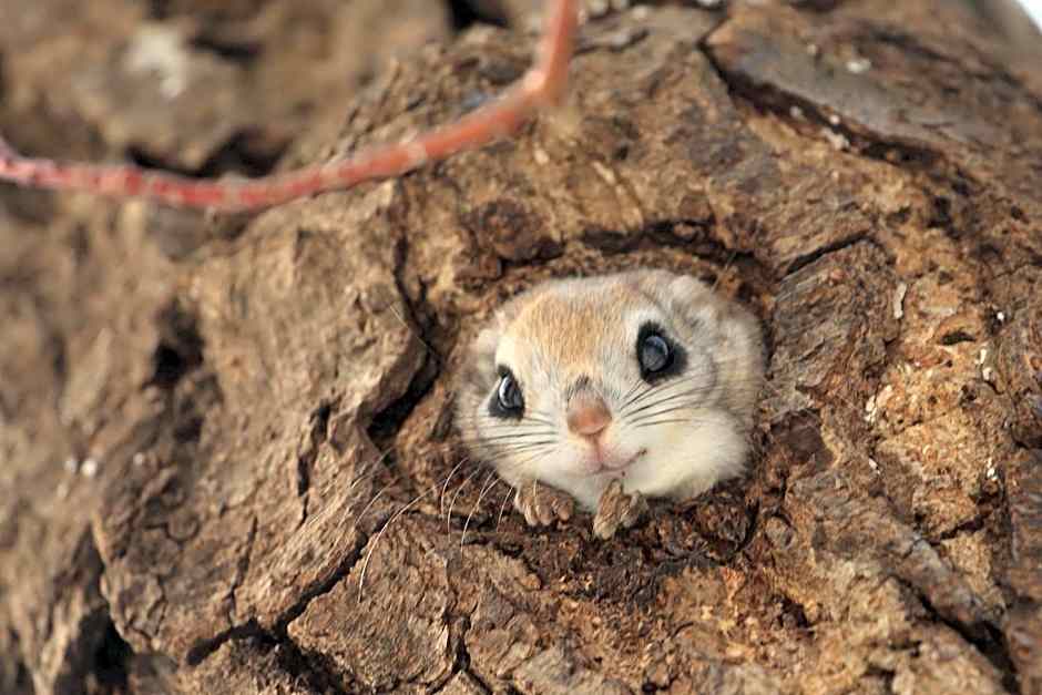 Tomuraushionsen Higashi Taisetsuso