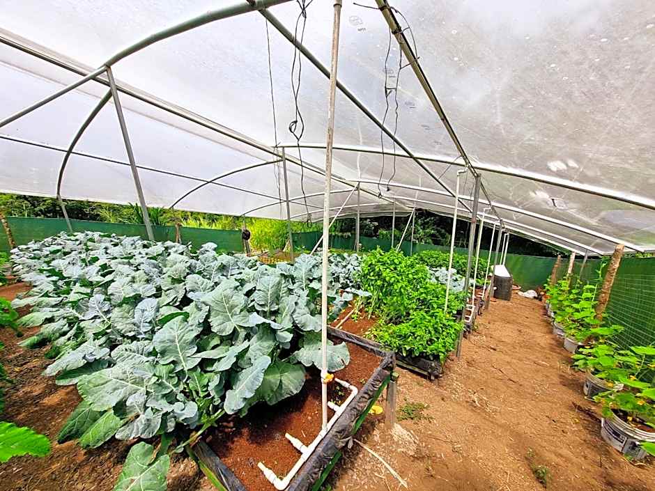 Hotel Ficus - Monteverde