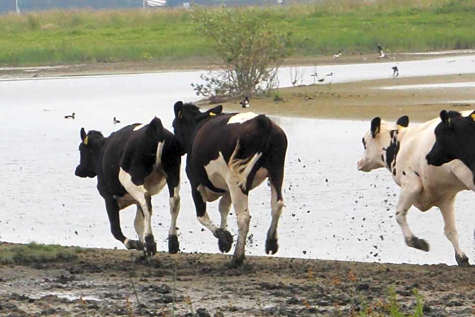 ´t Wapen van Marion