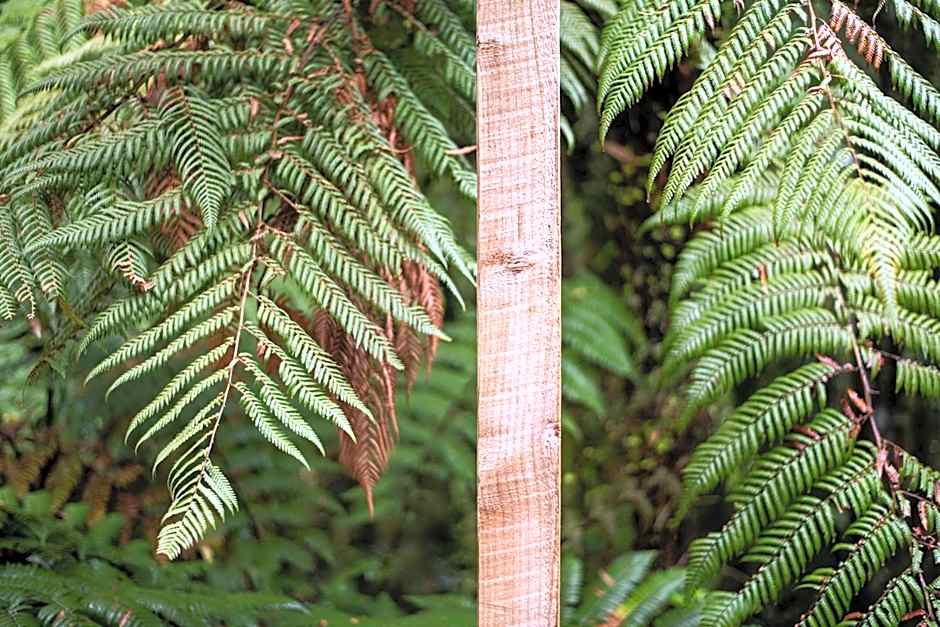 Punakaiki Treehouse Limited