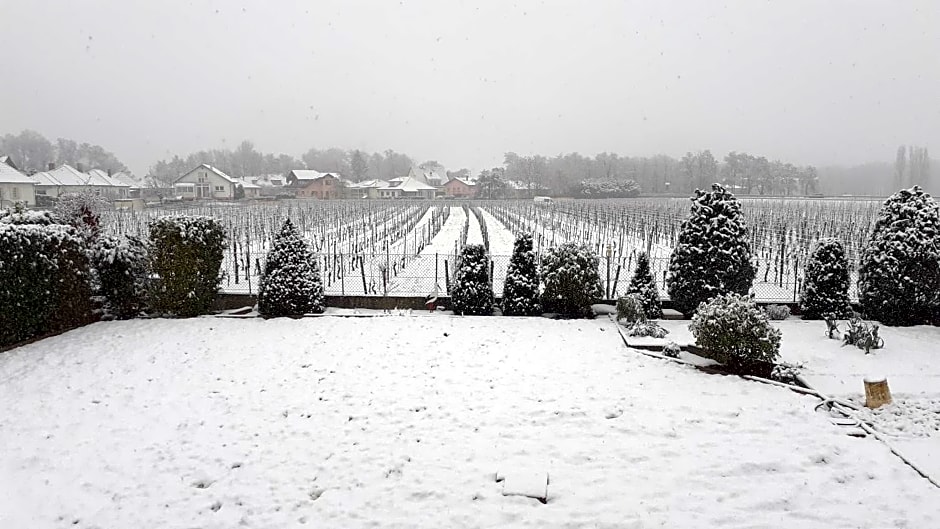 Aux pieds des vignes