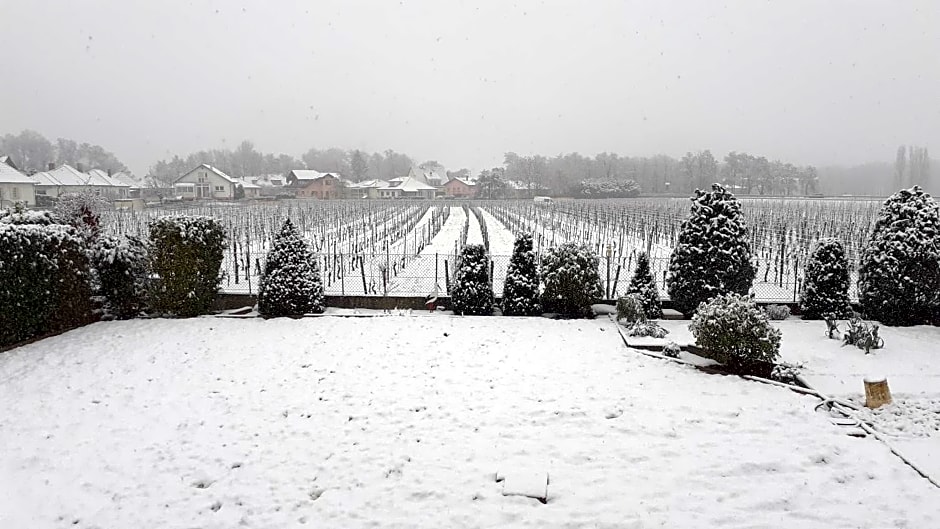 aux pieds des vignes