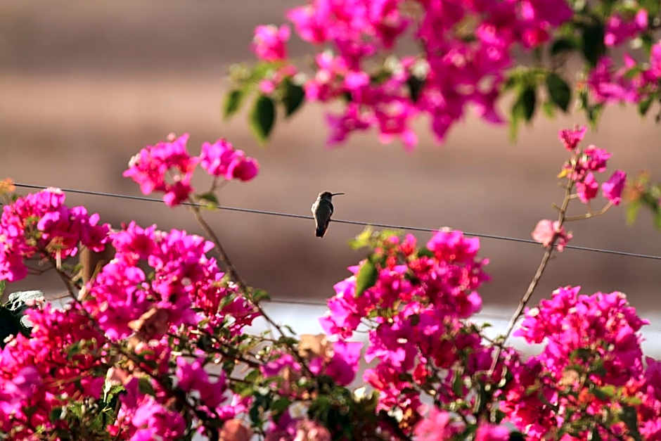 Santerra, Valle de Guadalupe