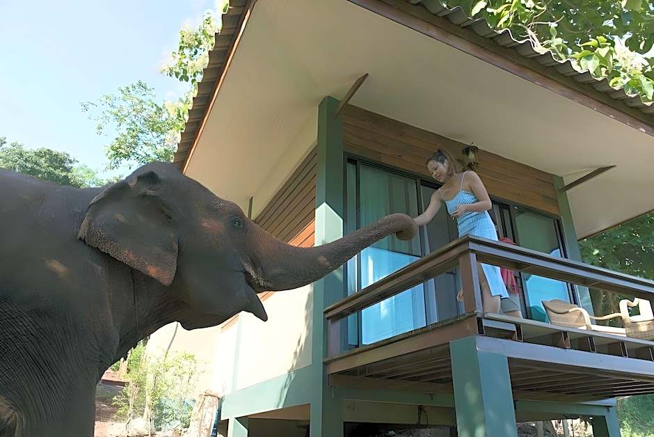 Chiang Mai Elephant Friends