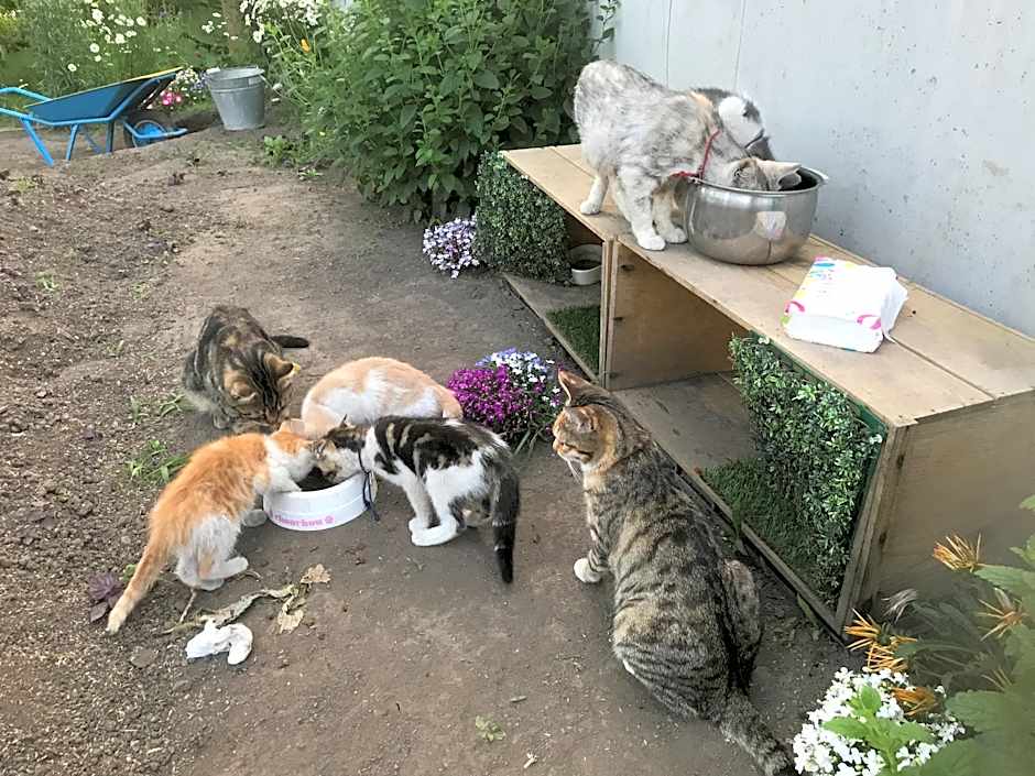 Misato Kinenkan, A Guest House Full Of Cats