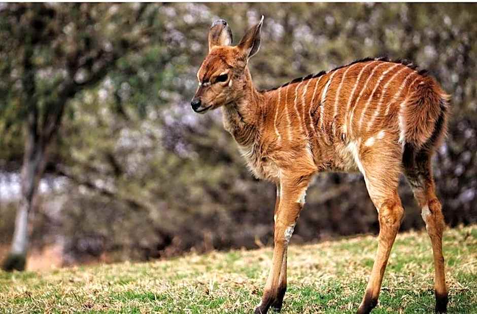 42@ Ditholo Game Lodge