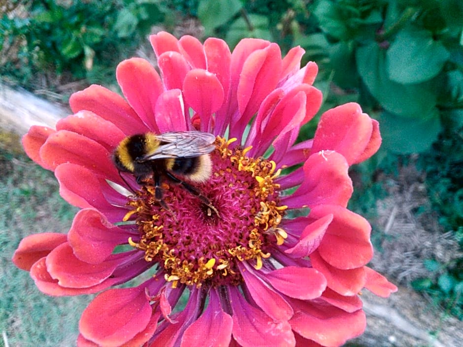 Le tilleul à fleurs