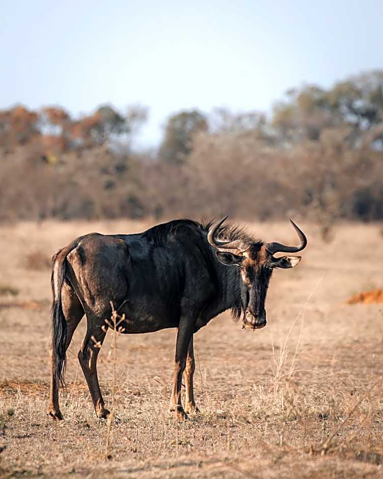 Shambala Private Game Reserve