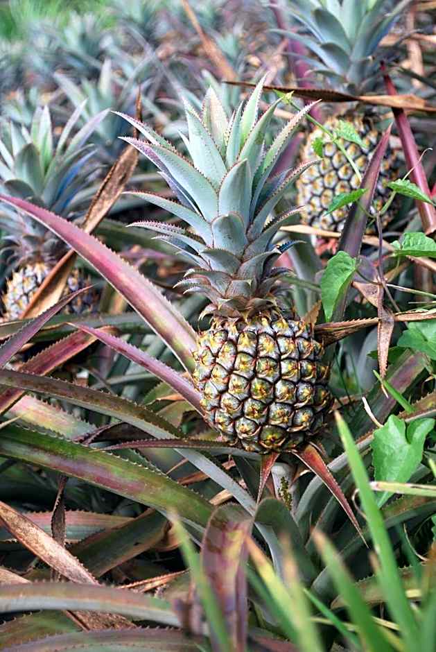 La Vieille Cheminée, Tropical Farm & Eco-Lodges