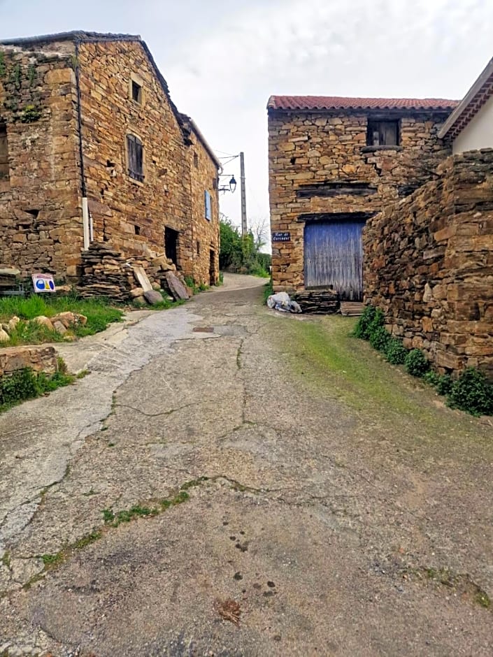 Le camélia de la mazarié