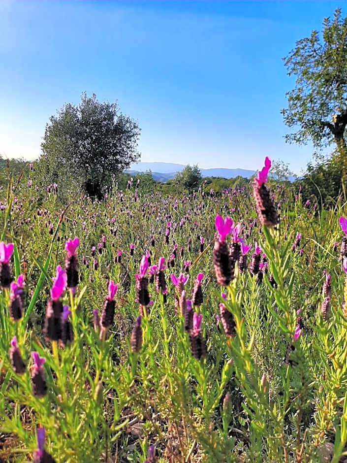 Quinta das Piteiras-Turismo Rural