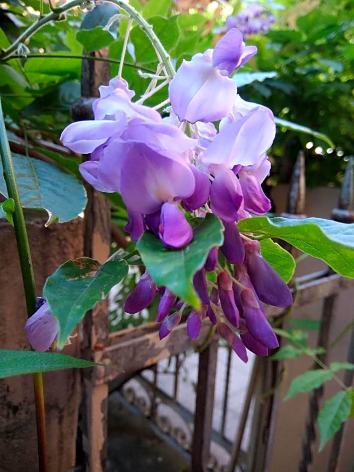 Tilia