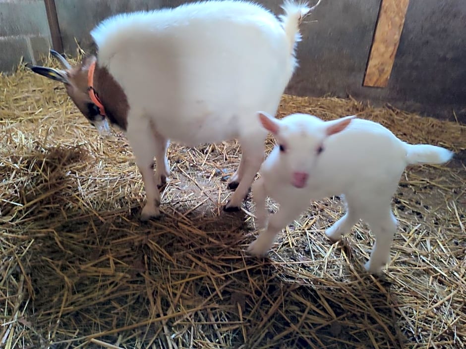 Relais de la poste suite